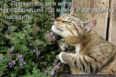 488965.jpg (86.11 KiB) Viewed 33335 times 488965.jpg